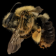 Illustration for article titled Close-Up Bee Portraits Are A Glimpse Into A Gorgeously Weird World